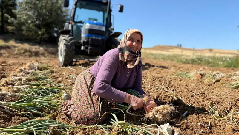Dünyaca Ünlü Selenyum İçeren Tarım Ürünü: Günlük 1200 Lira Değerinde