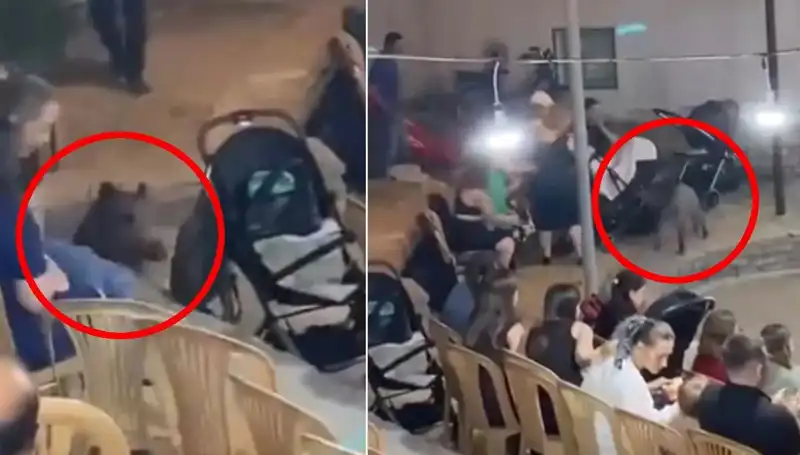 Yaban Domuzu Düğün Törenini Baskın Anı Yakaladı!