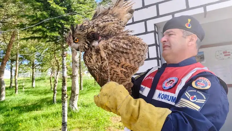 Dikenli Tellere Takılan Puhu Kurtarıldı: Doğanın Kahramanları Göreve Devam Ediyor!