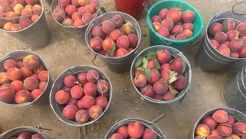 Çiftçiler Fiyatlardan Memnun: Hasat Sezonu 100 Lira ile Başladı