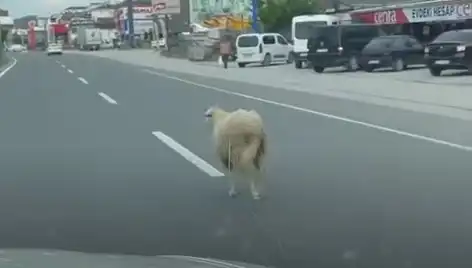 Yalova'da Kaçan Kurbanlıklar Trafiği Alt Üst Etti