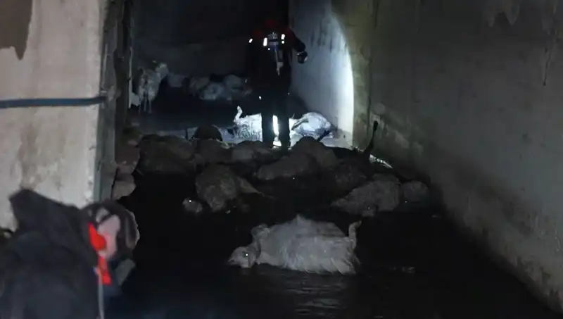 Hayvanların Dramı: Keskin Koku Nedeniyle Onlarca Can Kaybı