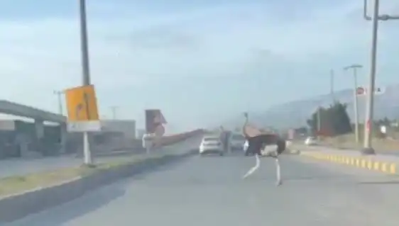 Hatay'da Trafikte Deve Kuşu Görüntüsü Şaşkınlık Yarattı!