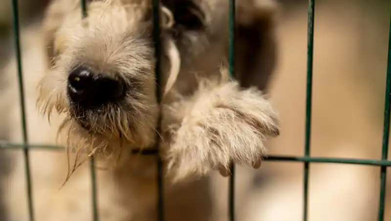 Ailesinin İhmal Ettiği Çocuk, Bir Köpek Gibi Havlamaya Başladı!