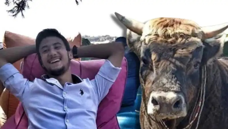 Aydın'da Güreş Boğası Ölümcül Çarpışma ile Hayatını Kaybetti