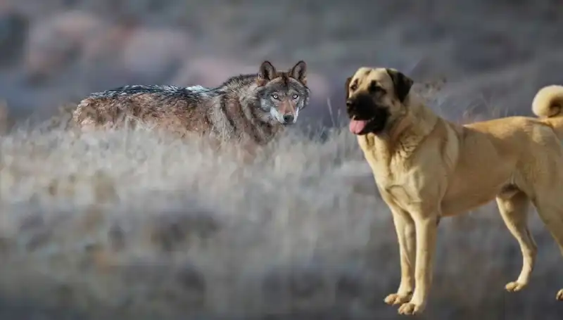 Kangal Köpeği Talebi Patladı: Kurt Popülasyonundaki Artış Etkisi