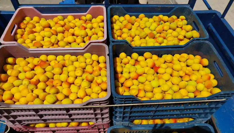 İkinci Hasat Hedefi: İlk Ürünler 500 TL'den Satışa Sunuldu!