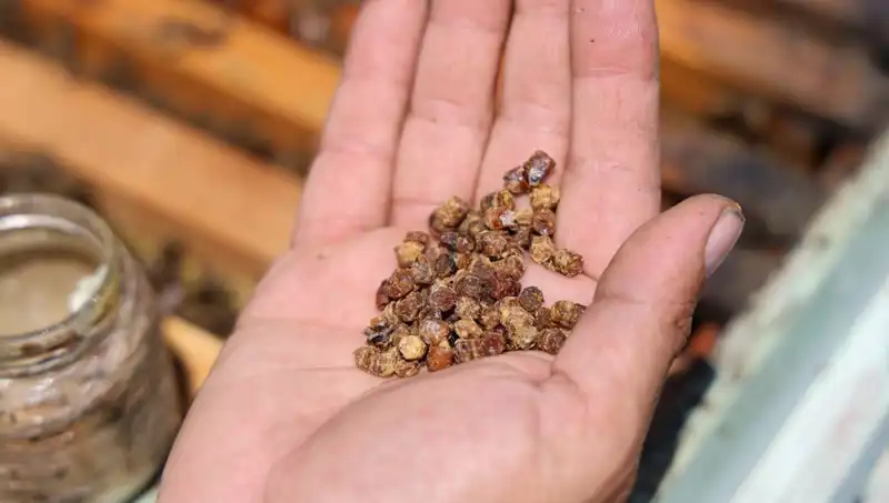 Eskiden Çöpe Gidiyordu, Şimdi 3 Bin TL’ye Satılıyor: Protein Zengini Besin