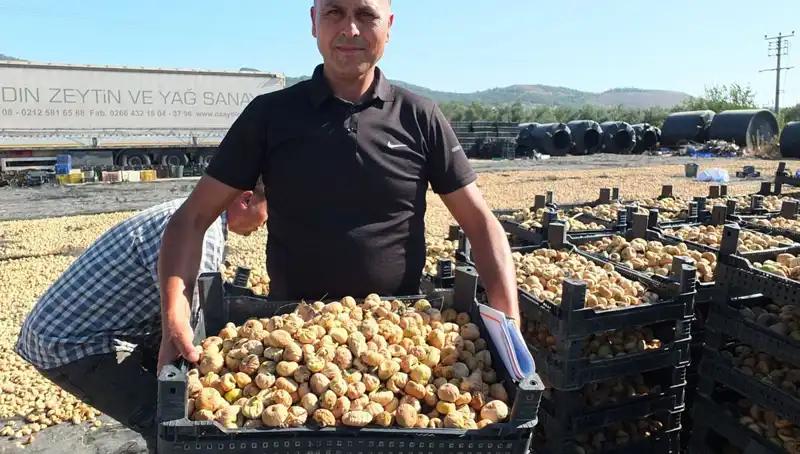 Balıkesir’de Hasat Başladı: Çin ve Rusya’ya Yıldızlar Gibi Parlayan İhracat