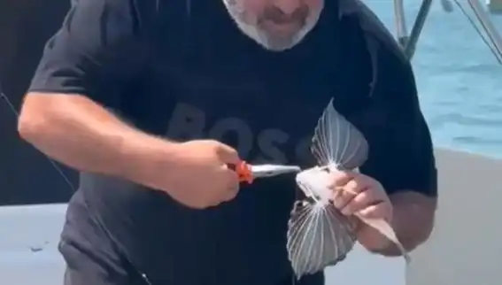 Saros'ta Nadir Görülen Kırlangıç Balığına Rastlandı: Balıkçıların Şansı Artıyor!