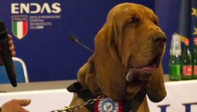 Arama Köpeğine Suikast: Çivili Sosisle Öldürülen Kahraman Köpek