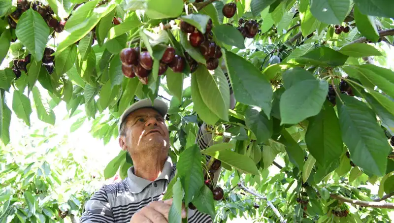 Lapseki’nin Devasa Sürprizi: Çay Bardağına Sığmayan Canlı