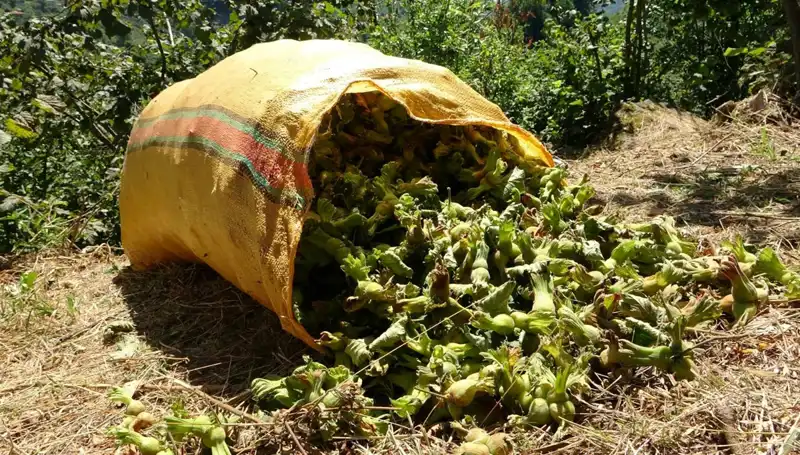 Giresun'da Fındık Hasadı Tüm Hızıyla Başladı: Üreticiler Umutlu