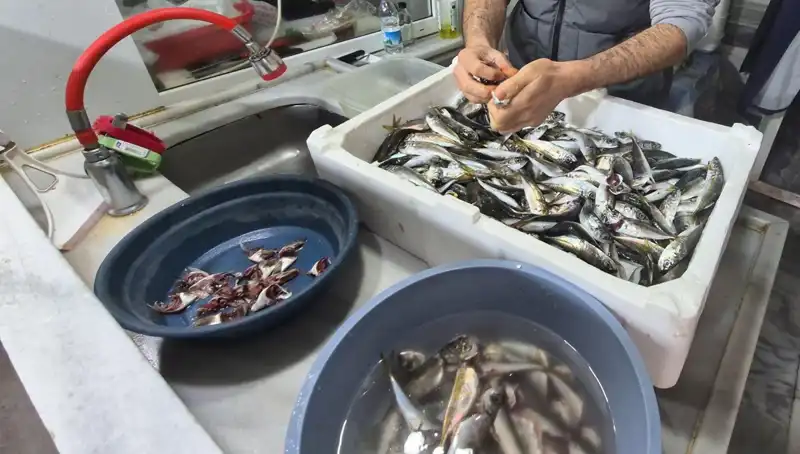 Marmara Denizi’nde Müsilaj Sorunu: Balık Etine Etkisi Ne Olacak?