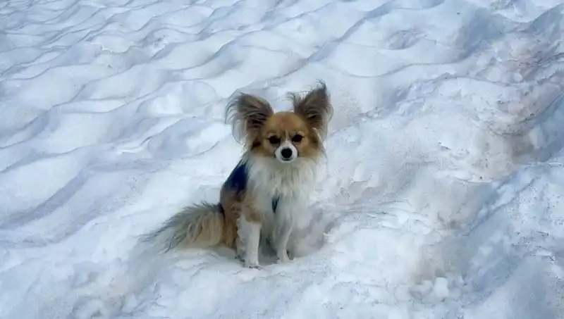 Buzul Yarığına Düşen Adamı Kurtaran Cesur Köpeğin Hikayesi